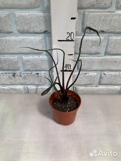 Алоказии разных сортов из питомника растений