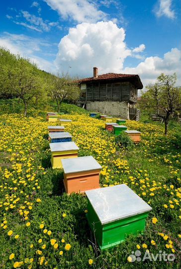 Ульи для пчел бу