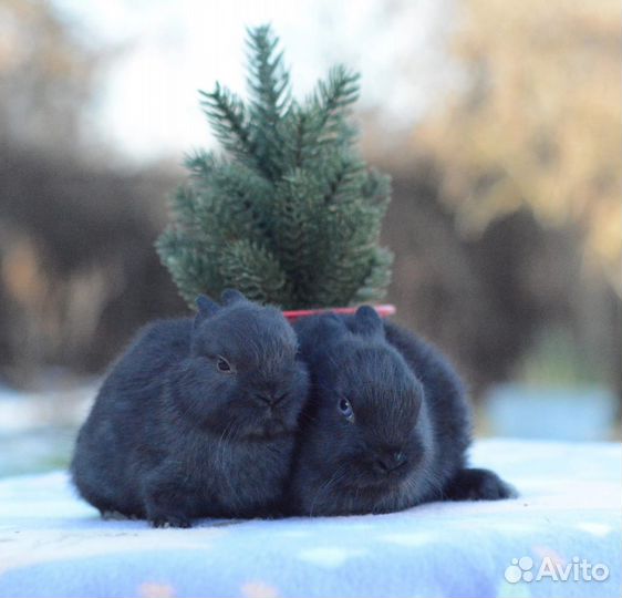 Декоративные кролики