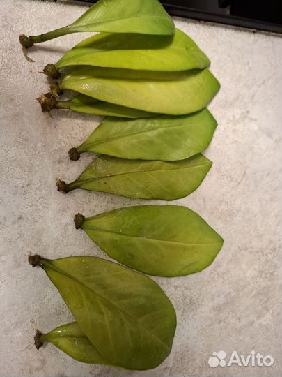 Замиокулькас