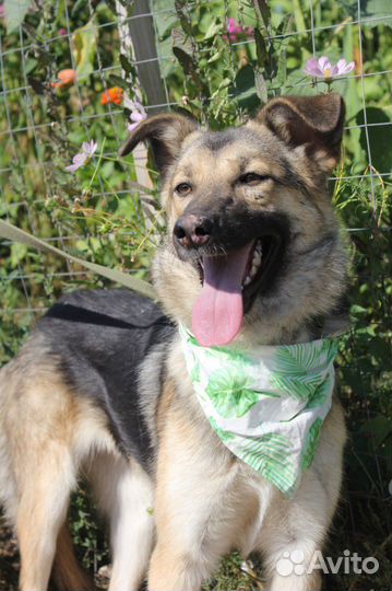 Собака из приюта в добрые руки