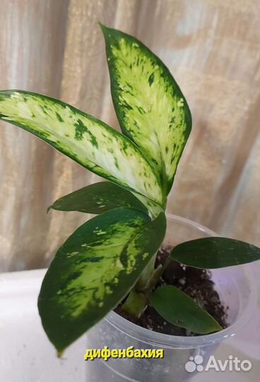 Калла и другие цветы