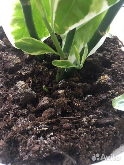 Педилантус