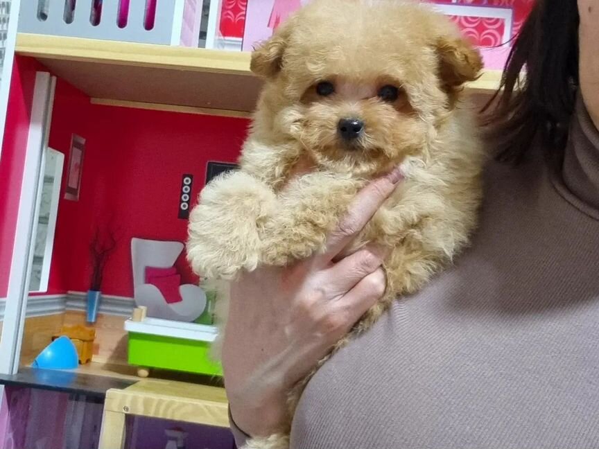 Девочка maltipoo F1 mini