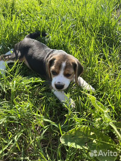 Продам щенка бигля