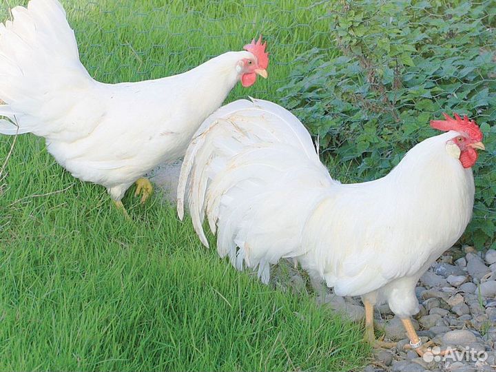 Куры несушки породы Леггорн