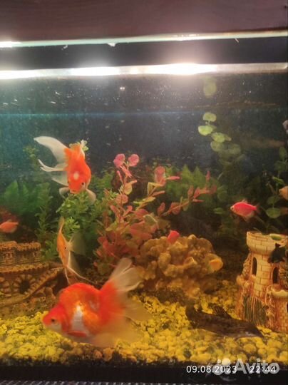 Аквариум и рыбки