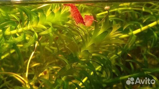 Аквариумные растения