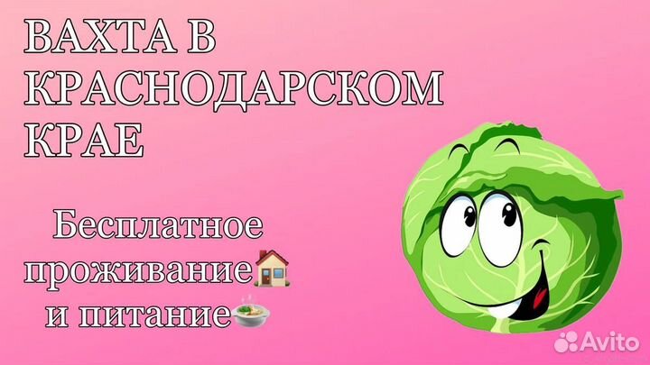 Сбор урожая Вахта(Еженедельные выплаты)
