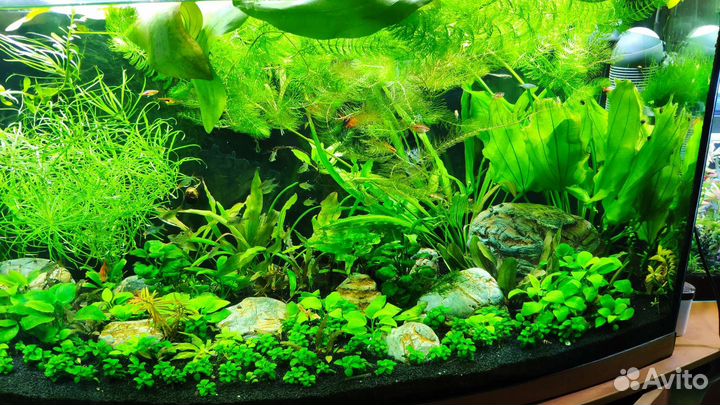 Со2, шишки ольхи, трава, растения