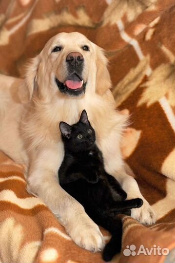 Возьму на передержку собаку или кошку