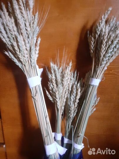 Комнатные растения цветы