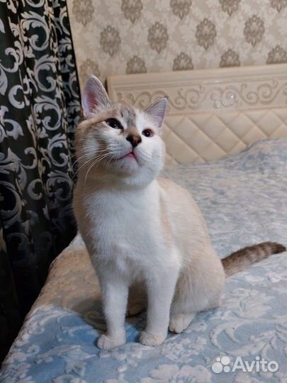 Котик в добрые руки