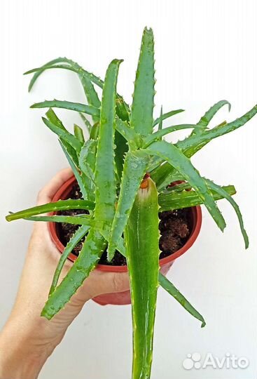 Алоэ Вера и Древовидное лечебное