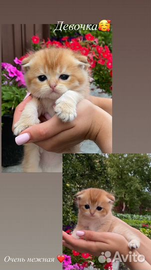 Котята золотая шиншилла