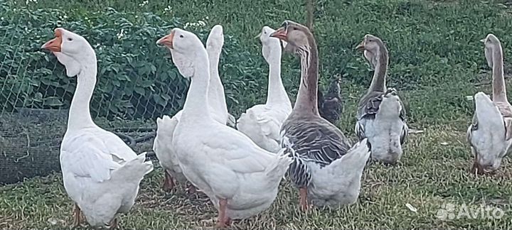 Гуси холмагоры