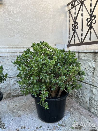 Толстянка денежное дерево