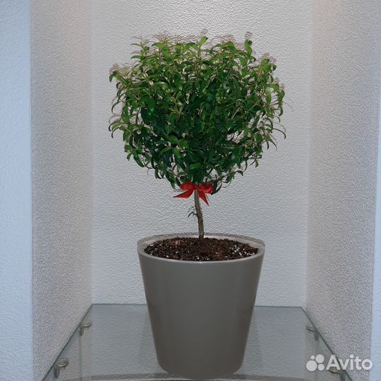 Миртовое дерево. Укоренённые черенки Мирта