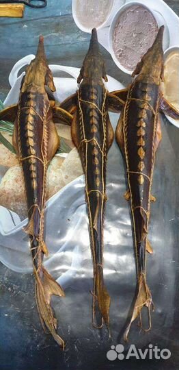 Живая рыба для пруда