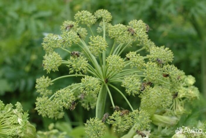 2023 года Мед Алтайский опт