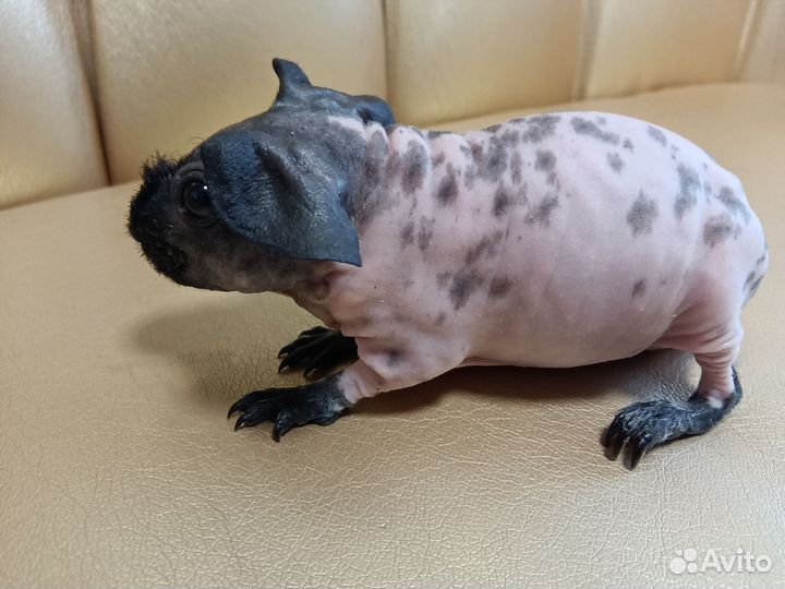 Морские свинки скинни малыши