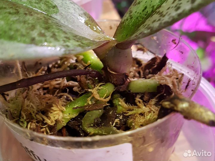 Орхидея фаленопсис Diffusion