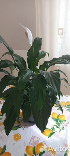 Спатифиллум