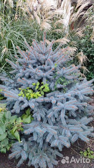 Голубая ель, зеленые ели