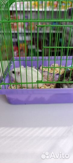 Клетка с хомячками