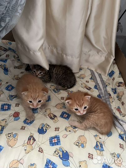 Котята в добрые руки