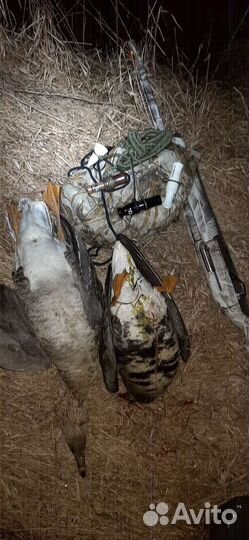 Манок на белолобого гуся