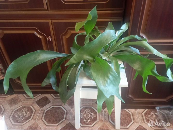 Сортовые папоротники и платицериумы