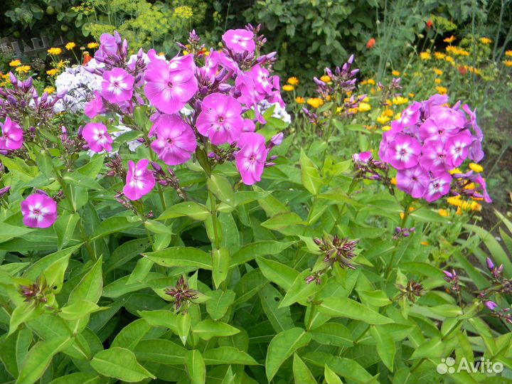 Флоксы многолетние