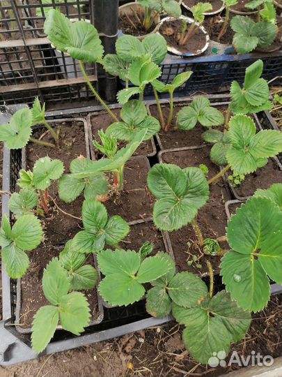 Рассада клубники Гигантелла maxima