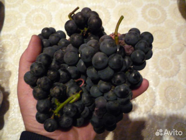 Саженцы винограда