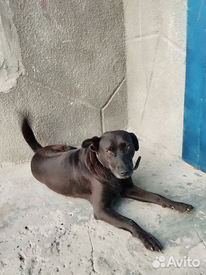 Собаки ищут дом