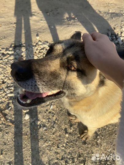 Собака в добрые руки