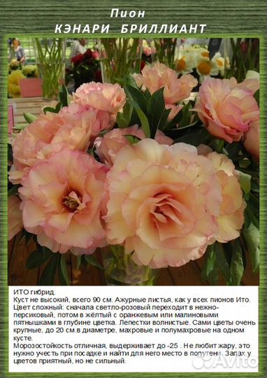 Кэнари Бриллиант пион