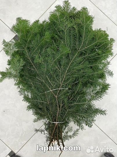 Лапник укрывной и декоративный