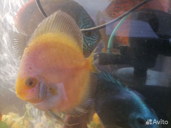 Дискус, отбраковка