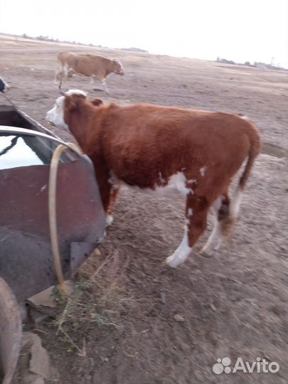 Бычки и телки