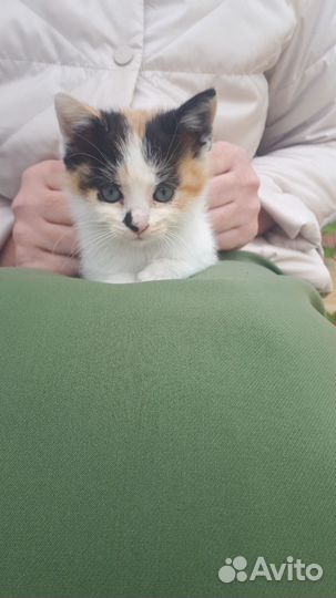 Маленький котенок