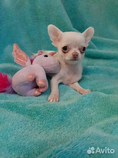 Щенки чихуахуа мини девочки