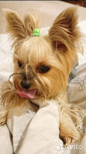 Передержка питомцев