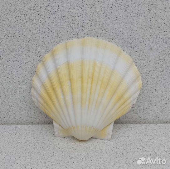 Гребешок 10,*11,1 морская ракушка раковина