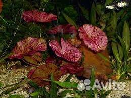 Аквариумные растения