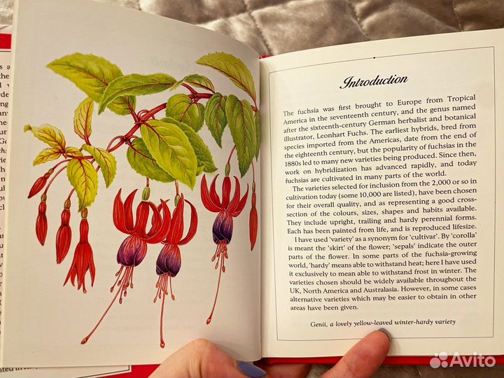 Фуксии