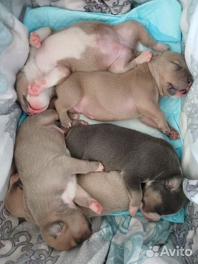 Американский булли