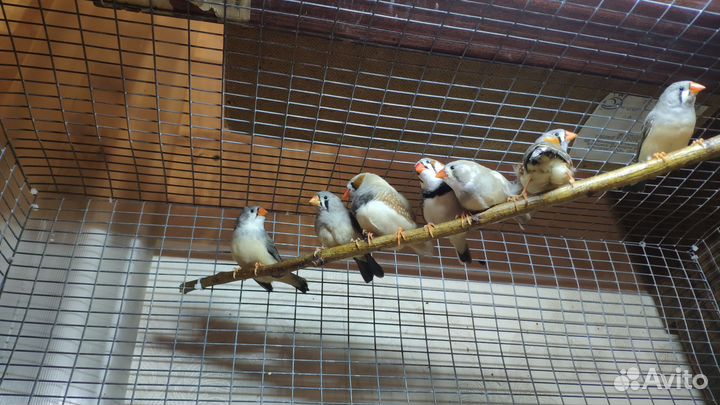 Зебровые амадины