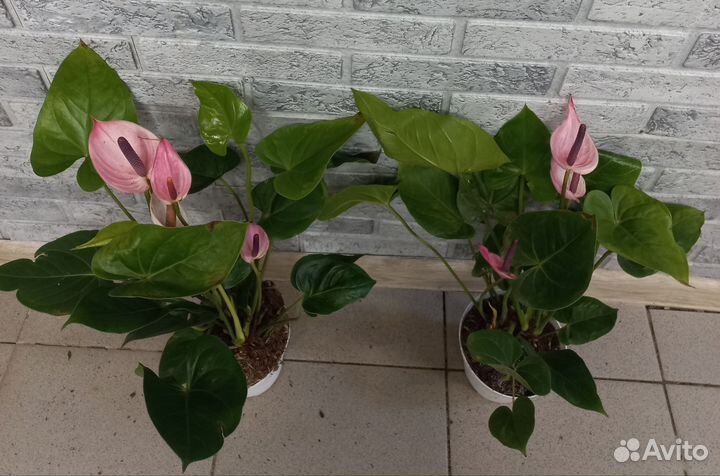 Антуриумы сортовые